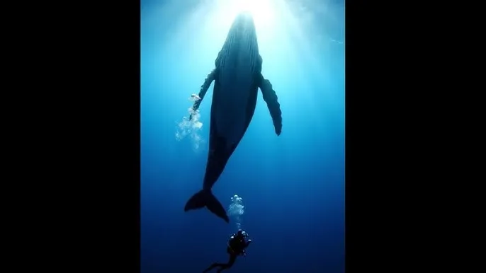 xha - 深蓝星球：探索海洋深处的未知世界